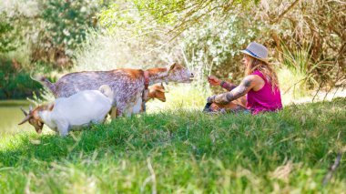 Genç bir kadın çimenlerde oturuyor, bir grup keçiyi dışarıda besliyor.