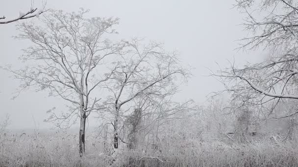 Tormenta de nieve nevada invierno — Vídeos de Stock