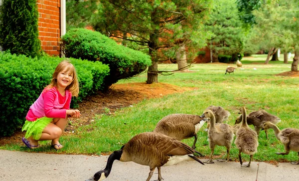 Mother goose leder gosslings över fältet — Stockfoto