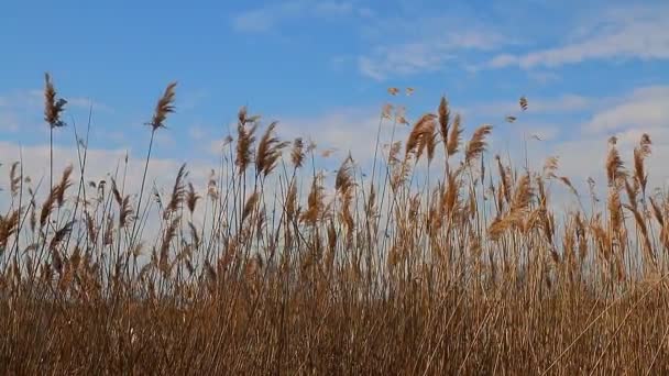 Puntas de lengüeta moviéndose en el viento durante la primavera con un cielo azul — Vídeo de stock