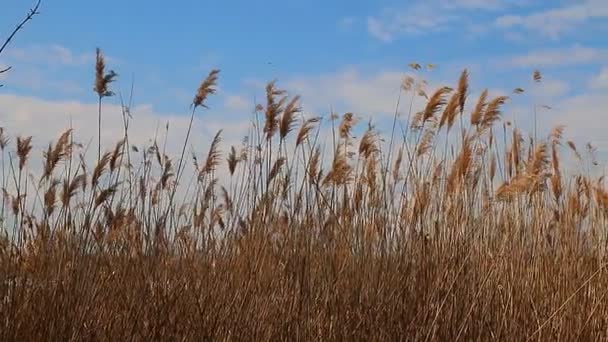 Reed tipy pohybující se ve větru během jara s modrou oblohou — Stock video