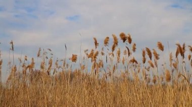 Mavi bir gökyüzü ile bahar sırasında rüzgarda hareketli Reed ipuçları