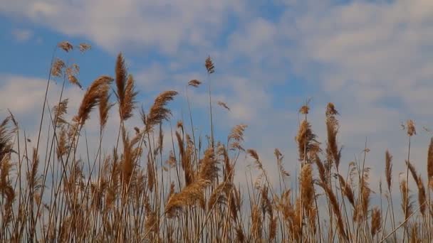 Pointes de roseau se déplaçant dans le vent au printemps avec un ciel bleu — Video