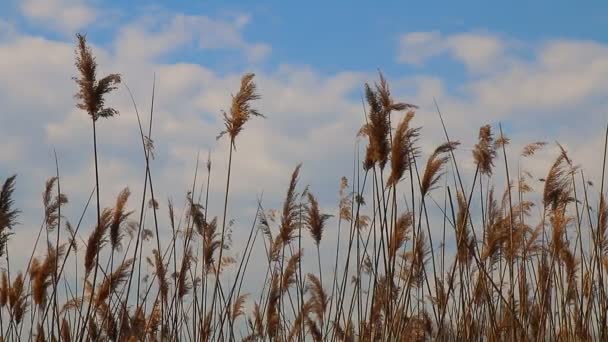 Schilfspitzen bewegen sich im Frühling bei blauem Himmel im Wind — Stockvideo