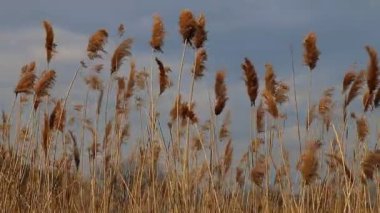 Mavi bir gökyüzü ile bahar sırasında rüzgarda hareketli Reed ipuçları