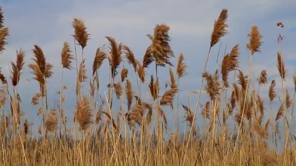 Mavi bir gökyüzü ile bahar sırasında rüzgarda hareketli Reed ipuçları — Stok video