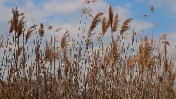 Reed tipy pohybující se ve větru během jara s modrou oblohou — Stock video