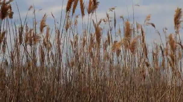 Reed tips rör sig i vinden under våren med en blå himmel — Stockvideo