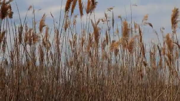 Puntas de lengüeta moviéndose en el viento durante la primavera con un cielo azul — Vídeos de Stock