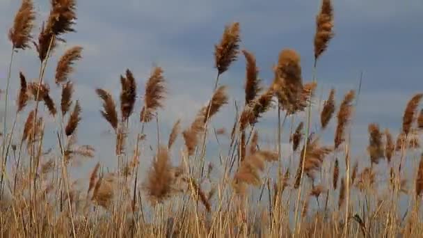 Reed tipy pohybující se ve větru během jara s modrou oblohou — Stock video