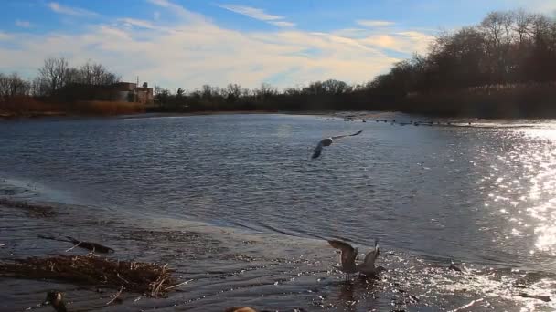 Gaviotas, cisnes, musgos y otras aves. Río Danubio — Vídeo de stock