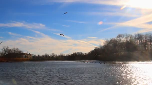 Gabbiani, cigni, gingilli e altri uccelli. Fiume Danubio — Video Stock