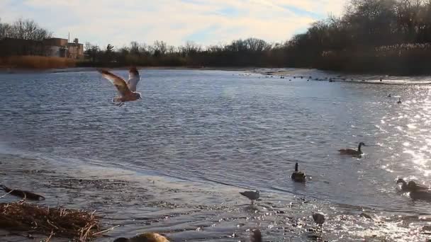 Gaivotas, cisnes, musas e outras aves. Rio Danúbio — Vídeo de Stock