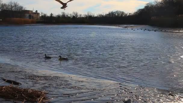 Gulls, swans, guses and other birds. Danube river — Stock Video