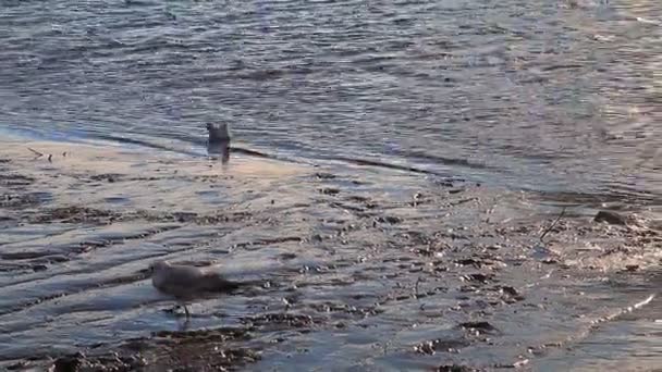 Gaivotas, cisnes, musas e outras aves. Rio Danúbio — Vídeo de Stock