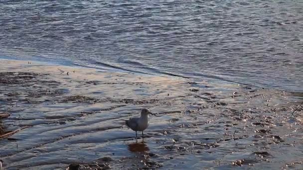 Gabbiani, cigni, gingilli e altri uccelli. Fiume Danubio — Video Stock