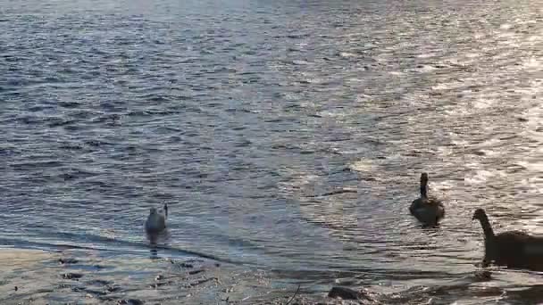 Gaviotas, cisnes, musgos y otras aves. Río Danubio — Vídeos de Stock