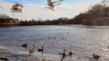 Martılar, kuğu, guses ve diğer kuşlar. Tuna Nehri