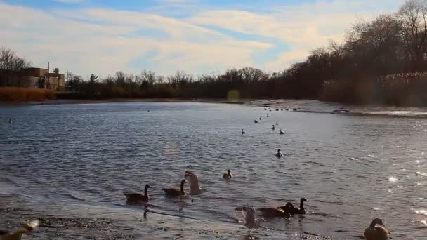 Gabbiani, cigni, gingilli e altri uccelli. Fiume Danubio — Video Stock