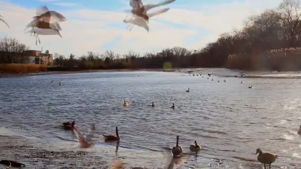 Gabbiani, cigni, gingilli e altri uccelli. Fiume Danubio — Video Stock