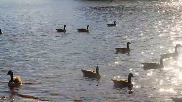 Gaivotas, cisnes, musas e outras aves. Rio Danúbio — Vídeo de Stock