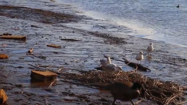 Gabbiani, cigni, gingilli e altri uccelli. Fiume Danubio — Video Stock