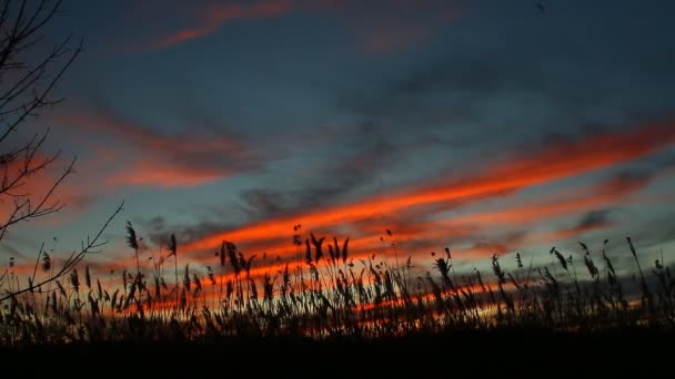 Η bulrushes έναντι της ηλιακής ακτινοβολίας πάνω από το φόντο του ουρανού με το ηλιοβασίλεμα με ένα flighting — Αρχείο Βίντεο