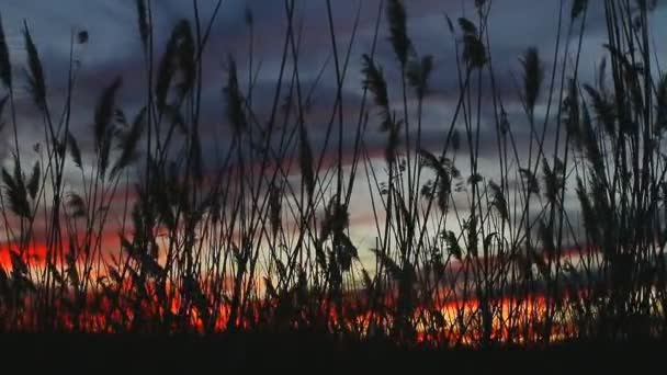 Los toros contra la luz del sol sobre el fondo del cielo en la puesta del sol con un vuelo — Vídeos de Stock