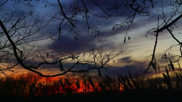 Gökyüzü günbatımı bir uçan ile arka planda üzerinde güneş ışığına karşı bulrushes — Stok video