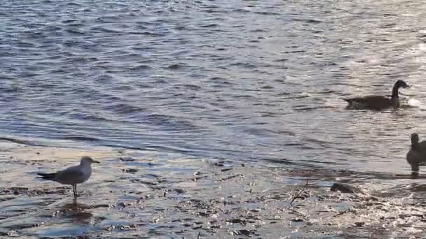 Gaviotas, cisnes, musgos y otras aves. Río Danubio — Vídeo de stock