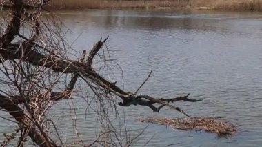 Bataklık yüksek gelgit, sel su yüksek dinamik aralık görüntüleme