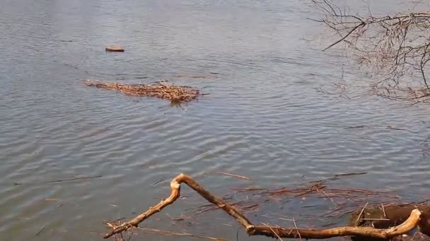 Pântanos de inundação de água na maré alta, imagens de alta faixa dinâmica — Vídeo de Stock