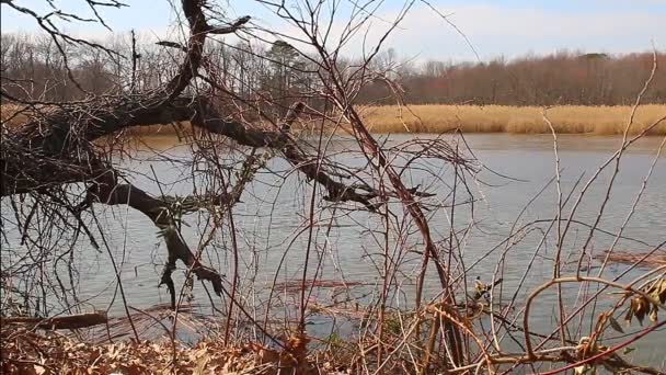 Vodní záplavy bažiny za přílivu, zobrazování s vysokým dynamickým rozsahem — Stock video