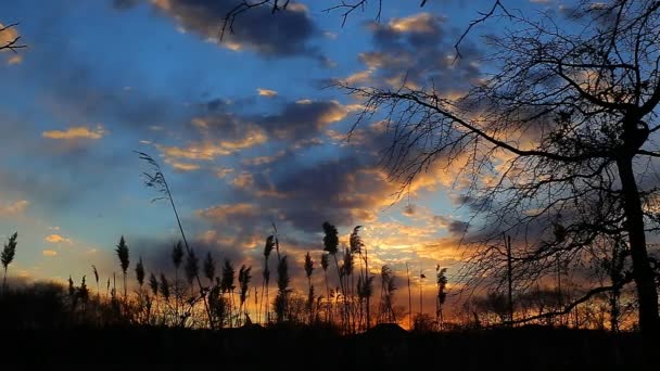 对太阳光在天空背景中低空飞行的黄昏芦苇 — 图库视频影像