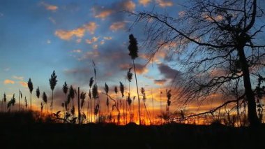Gökyüzü günbatımı bir uçan ile arka planda üzerinde güneş ışığına karşı bulrushes