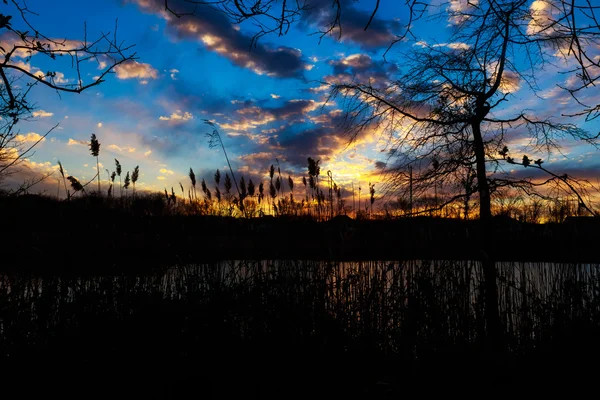 Schilf an einem ruhigen Abend bei Sonnenuntergang. rot dramatisch — Stockfoto