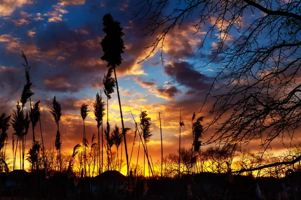 Reed bir günbatımı üzerinde sessiz akşamları. Kırmızı dramatik — Stok fotoğraf