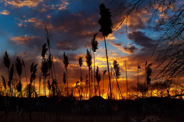 Reed bir günbatımı üzerinde sessiz akşamları. Kırmızı dramatik — Stok fotoğraf