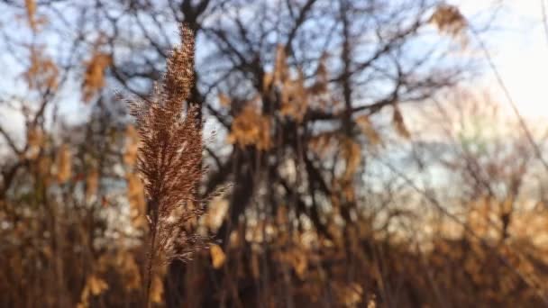 Soluppgången genom vassen, solen genom vassen, solnedgång på åstranden, — Stockvideo