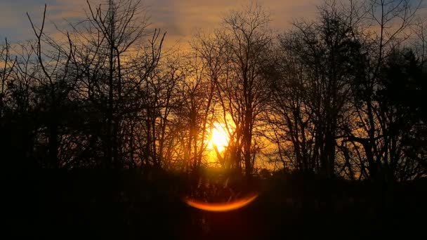 Amanecer a través de las cañas, sol a través de las cañas, puesta de sol en la orilla del río , — Vídeos de Stock