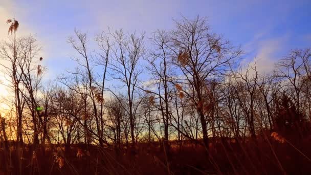 Sunrise thru the reeds, sun thru the reeds, sunset on the riverbank, — Stock Video