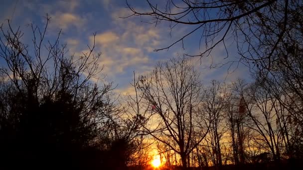 Восход солнца через тростник, солнце через тростник, закат на берегу реки , — стоковое видео