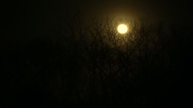 Dolunay ile gece bulutlar ve büyük ağaç zaman kötü