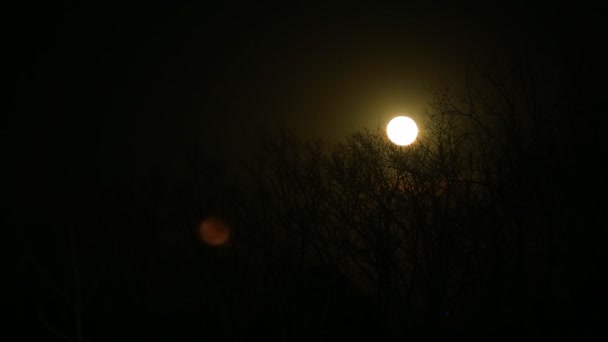 Pleine lune avec nuages nocturnes et grand arbre méchant temps — Video