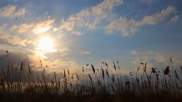 Céu nuvens horizonte — Vídeo de Stock