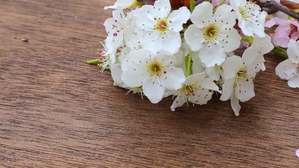 Rama de floración con superficie delicada blanca. Declaración de amor, primavera. Saludos. Ramo de boda , — Vídeos de Stock