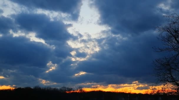 Lever du soleil à travers les roseaux, soleil à travers les roseaux, coucher du soleil sur le — Video