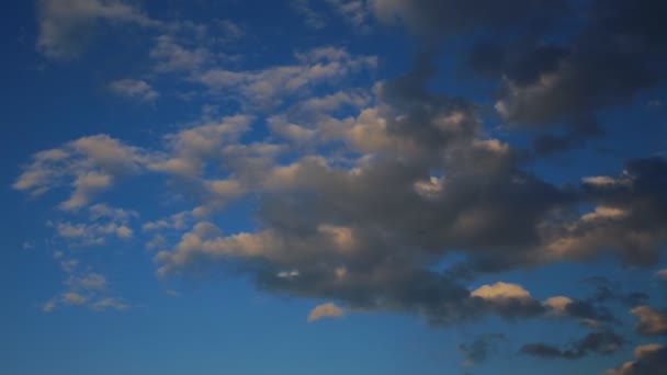 Amanecer a través de las cañas, sol a través de las cañas, puesta de sol en el — Vídeos de Stock