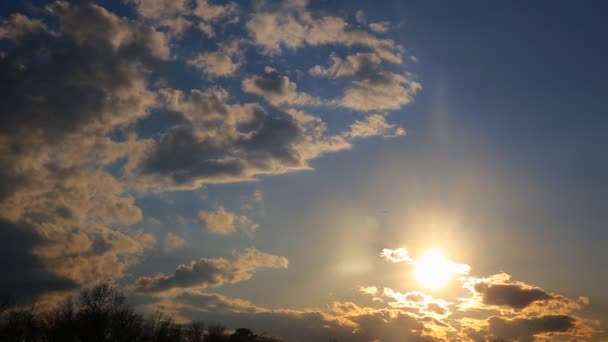 Amanecer a través de las cañas, sol a través de las cañas, puesta de sol en el — Vídeos de Stock