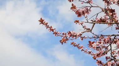 Bahar çiçekli ağaçlar çiçek mavi gökyüzü ve bulutlar arka planda.